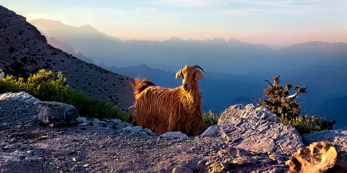 Valea Caprelor, Oman