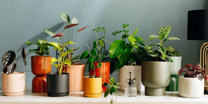 Cum cureți plantele de praf, de fapt. Așa vei evita să rupi frunzele, e mai simplu decât credeai