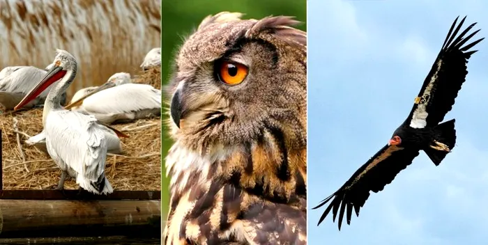 Pelican, bunita, condor