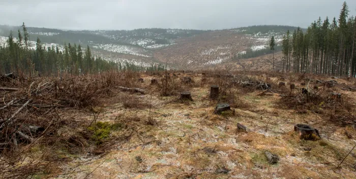 Proiectul ‘DNA-ul pădurilor’, respins în Camera Deputaților. USR: ‘PSD și PNL au votat pentru mafia lemnului’