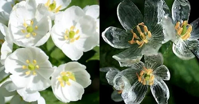 floarea schelet transparentă 2