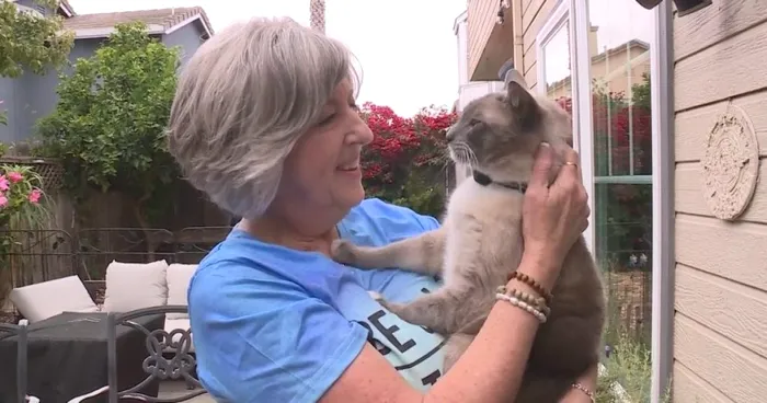 Proprietara pisicii siameze Rayne Beau