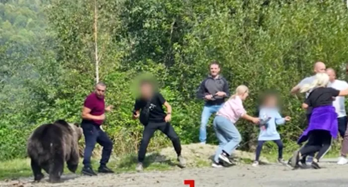 Moment șocant pe Transfăgărășan. Un urs mușcă pur și simplu din geamul unei mașini „Imaginile sunt un avertisment”
