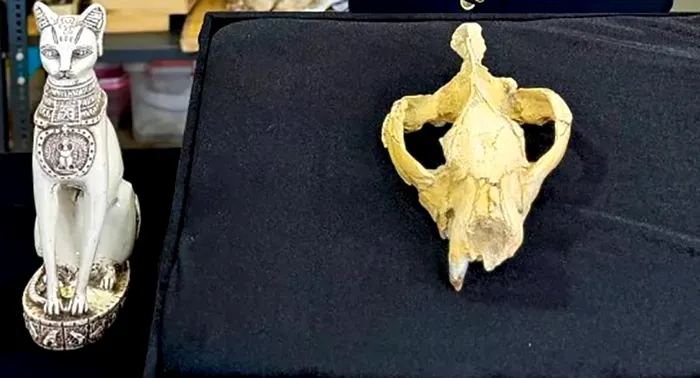 Craniul lui Bastetodon syrtos alături de o statuie a zeiței egiptene Bastet, după care a fost numit noul gen descoperit.