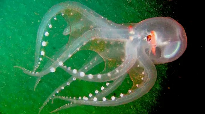 Caracatița are 3 inimi