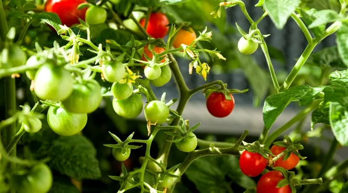 Ce legume să plantezi în martie. Te vei bucura de o recoltă ca în povești