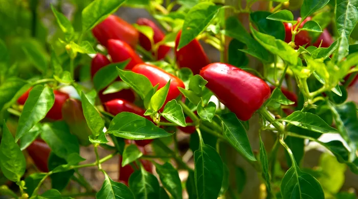 Ce legume să plantezi în martie. Te vei bucura de o recoltă ca în povești