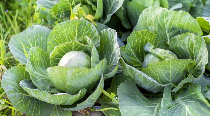 Ce legume să plantezi în martie. Te vei bucura de o recoltă ca în povești