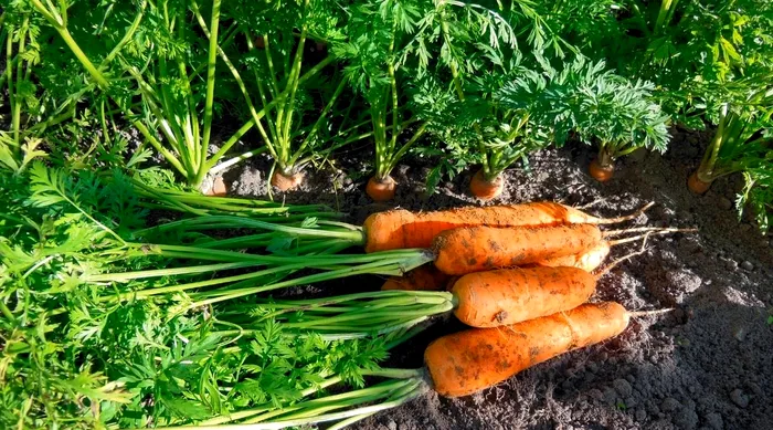 Ce legume să plantezi în martie. Te vei bucura de o recoltă ca în povești