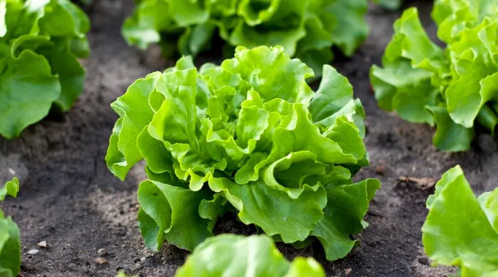 Ce legume să plantezi în martie. Te vei bucura de o recoltă ca în povești