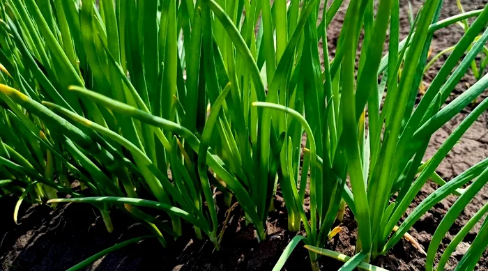 Ce legume să plantezi în martie. Te vei bucura de o recoltă ca în povești