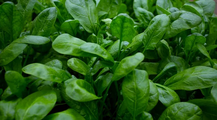 Ce legume să plantezi în martie. Te vei bucura de o recoltă ca în povești