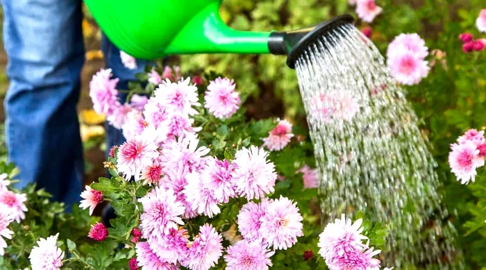 Cât de des trebuie să uzi crizantemele toamna. Așa vor înflori și vor înfrumuseța grădina