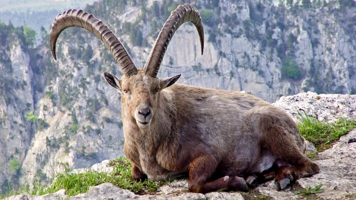 capra din pirinei