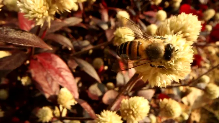 laowa obiectiv rezultat