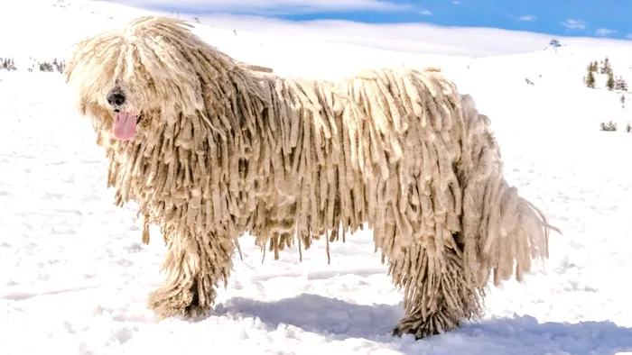 komondor