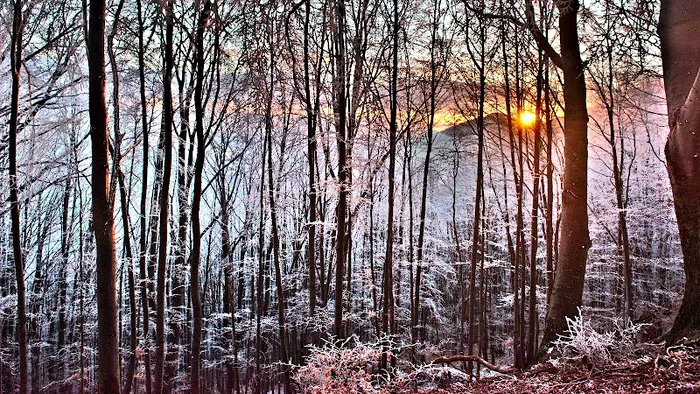 Pădurea de Argint - FotoRadu Diaconescudiaconescuradu.com