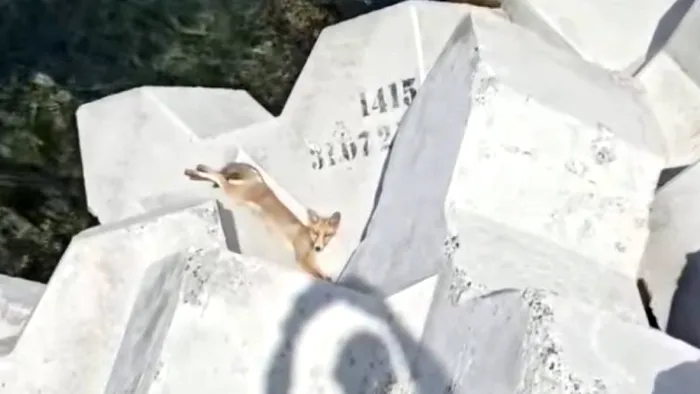 Vulpe plaja Eforie Nord