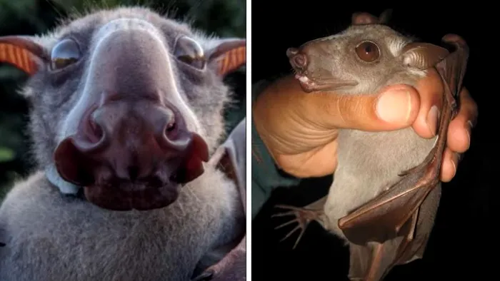 Liliacul cu cap de ciocan