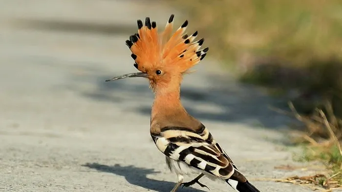de unde vine expresia colac peste pupăză