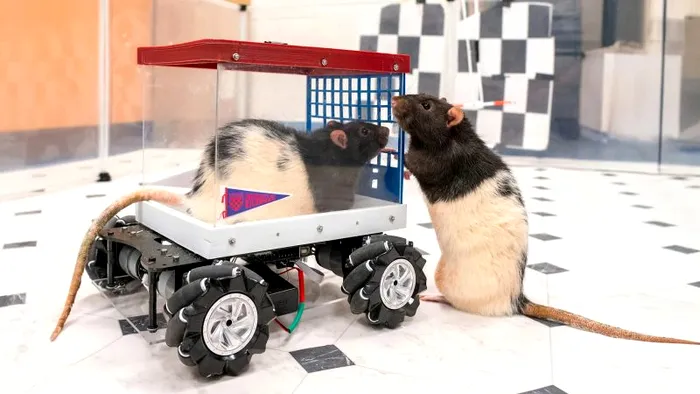 Șoarecii care au fost nevoiți să aștepte pentru a primi recompense au manifestat trăsături mai optimiste decât cei care le-au primit imediat, sugerează cercetările (Credit Getty Images)