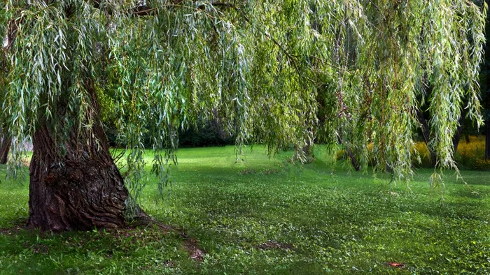 Pomii pe care e bine sa-i plantezi in gradina pentru a reduce eroziunea solului 1