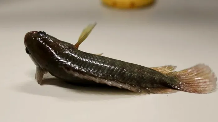 Anabas testudineus