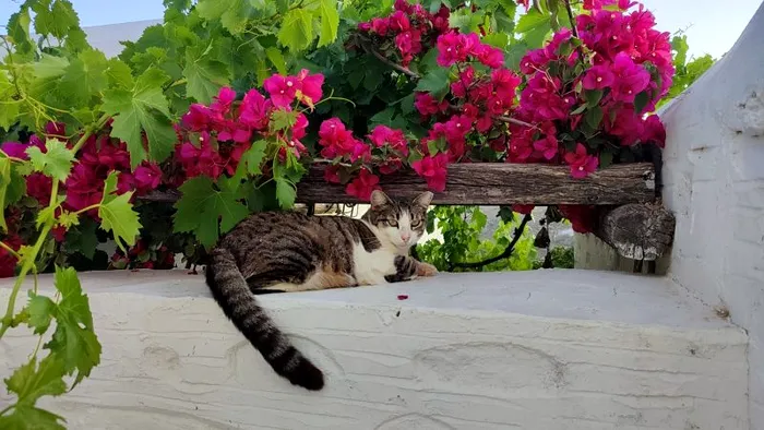 Syros, insula grecească unde pisicile sunt vedetele