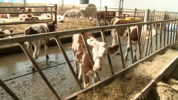 Se dau ajutoare financiare pentru crescătorii de vite