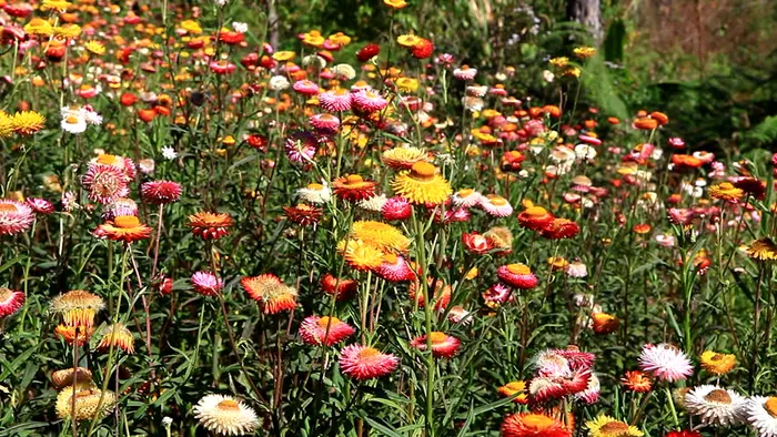 Florile nemuritoare, plantele preferate din sezonul rece