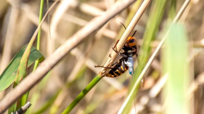 Insectele ucigașe care fac ravagii între oameni. Au un venin foarte toxic