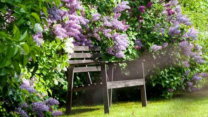 Ce trebuie să faci în grădină la început de octombrie. Aşa vei avea flori de invidiat la primăvară