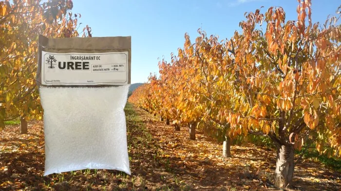Produsul cu care trebuie să stropeşti pomii pentru fructe din belşug anul viitor. Vei avea o livadă cum nu ai mai văzut