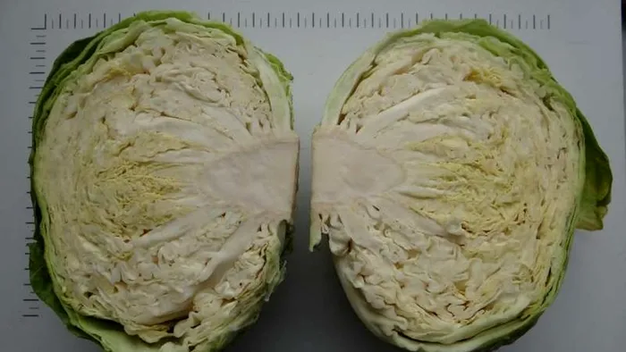 Varza care dispăruse din România în urmă cu un secol, reînviată de cercetătorii din Buzău. Are frunzele subţiri, e perfectă pentru murat