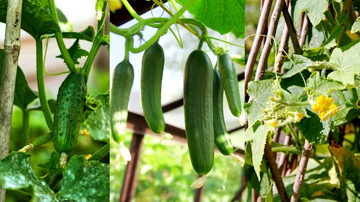 Ce adaugă gospodarii de la țară în pământul răsadurilor de castraveți. Așa obțin recolte bogate și de calitate