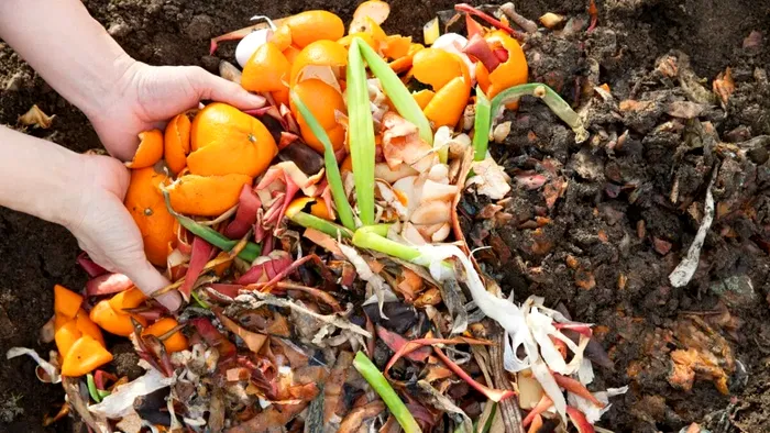 De ce să presari coji de portocale în grădină, în luna august. Trucul te scapă de o problemă uriașă