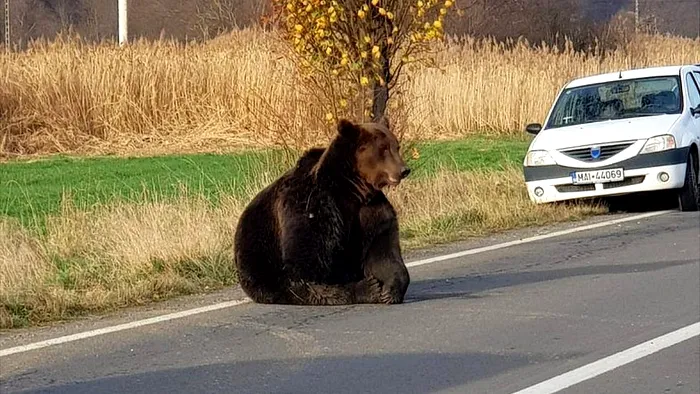 Moment șocant pe Transfăgărășan. Un urs mușcă pur și simplu din geamul unei mașini „Imaginile sunt un avertisment”