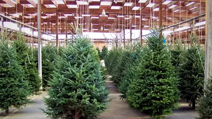 Cât costă brazii și molizii cu două săptămâni înainte de Crăciun