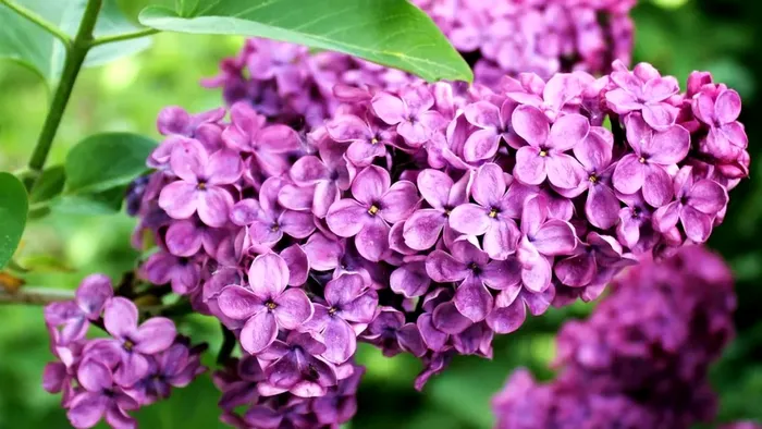 Cum să tai corect liliacul pentru ca florile să reziste mai mult în vază
