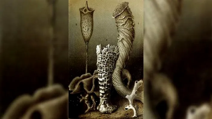 Topul celor mai longevive animale de pe Pământ. „Campionul” mamiferelor s-ar putea să te surprindă