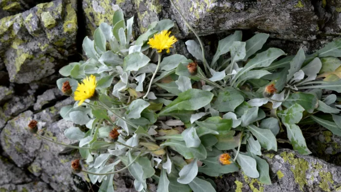 Andryala Laevitomentosa