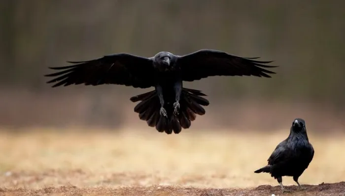 Corbii și ciorile