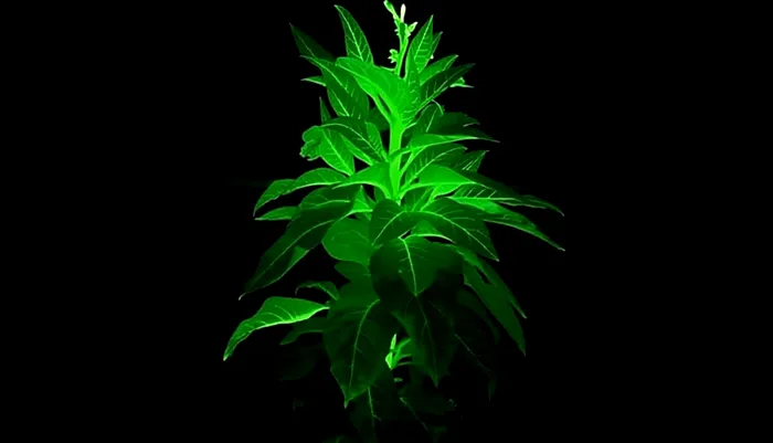 Plante care lumineaza singure cercetatori China