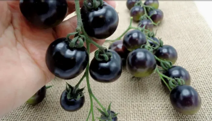Primele rosii negre au fost obtinute la Buzau