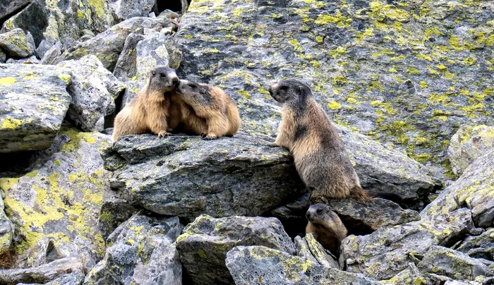 Administrația PArcului Național Retezat. Facebook
