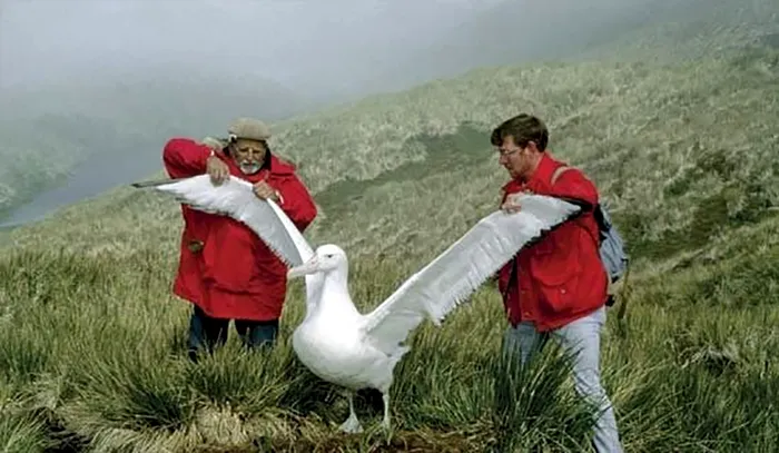 Specia este vulnerabilă din cauza reproducerii lente, capturilor accidentale în pescuit și poluării, dar măsuri simple adoptate de flote pot reduce mortalitatea.