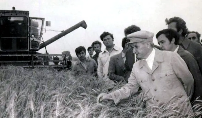 Ceausescu grau recolta