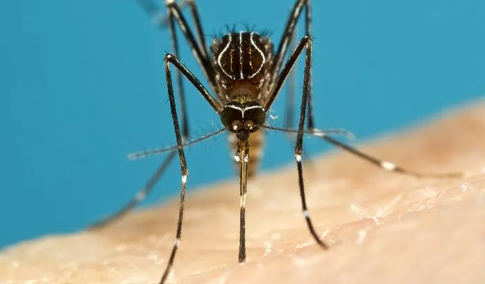 Culorile care țin departe țânțarii. În ce trebuie să te îmbraci ca să scapi de înțepăturile insectelor enervante