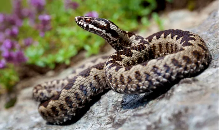 Avertizare de vipere pe Transfăgărășan