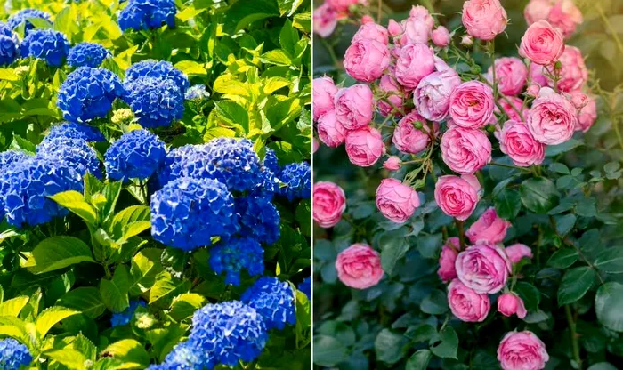 Cu ce să stropești hortensiile din grădină ca să aibă multe flori și să miroasă superb. Ai nevoie doar de un ingredient banal 